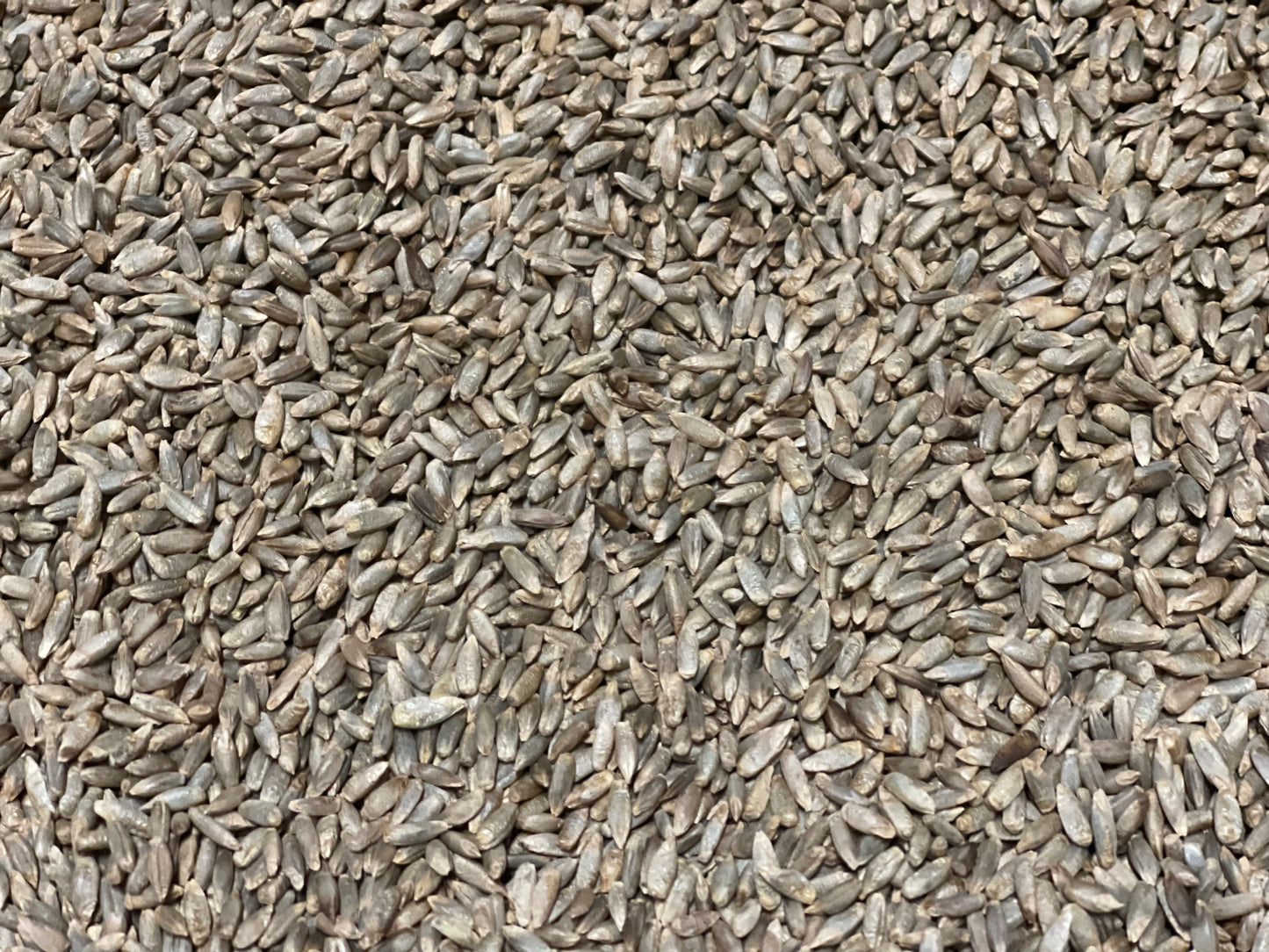 Gazelle Rye - Whole Grain Flour